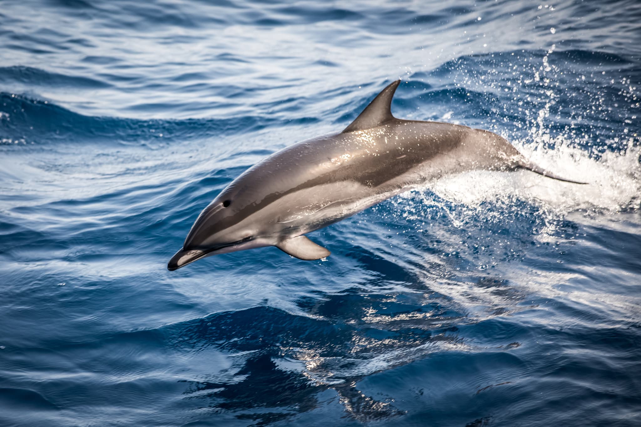 Wildlife Along the Atlantic Route